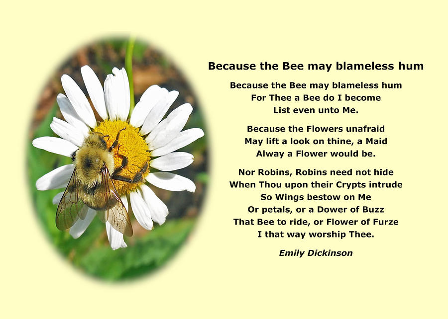 https://kseamericanlitblog.files.wordpress.com/2012/09/emily-dickinson-poster-bee-naure-poetry-maxwell.jpg